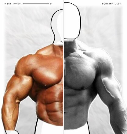 Torso Comparison