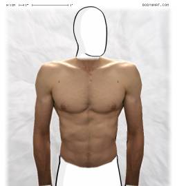 Torso