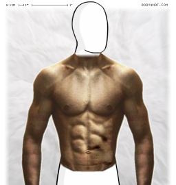 Torso